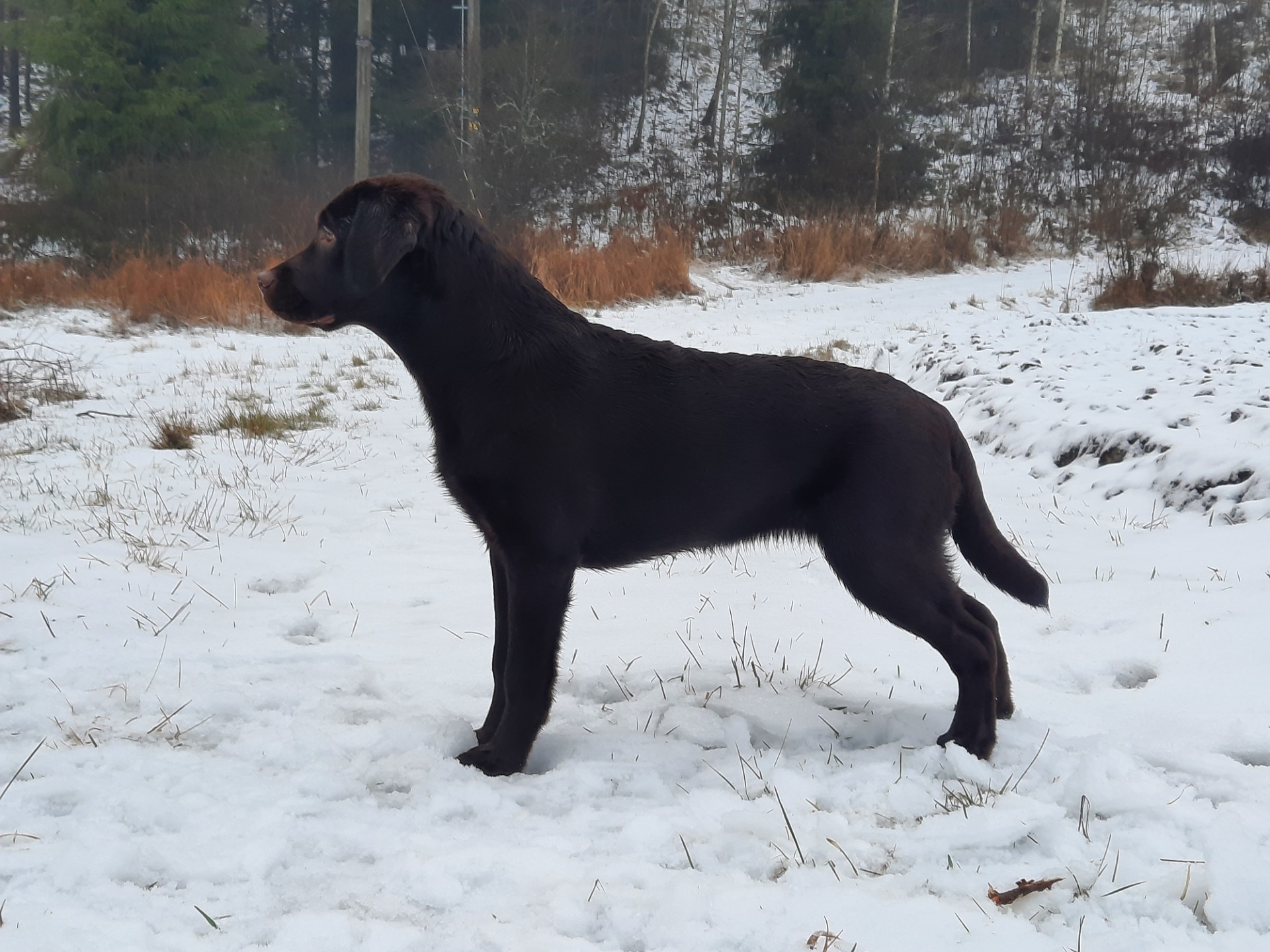 Freja 9kk.